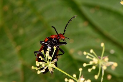 A cardinal beetle perched on top of a plant